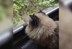 Lonely Cat Hears Tapping at the Window — and Finally Meets Her Perfect Match