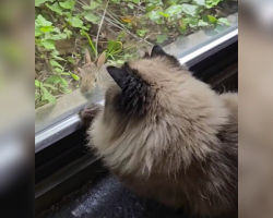 Lonely Cat Hears Tapping at the Window — and Finally Meets Her Perfect Match