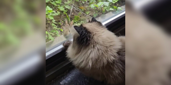 Lonely Cat Hears Tapping at the Window — and Finally Meets Her Perfect Match