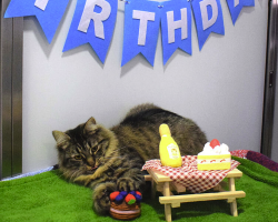 Shelter Cat Celebrates Birthday Alone — But She Hasn’t Given Up on Love