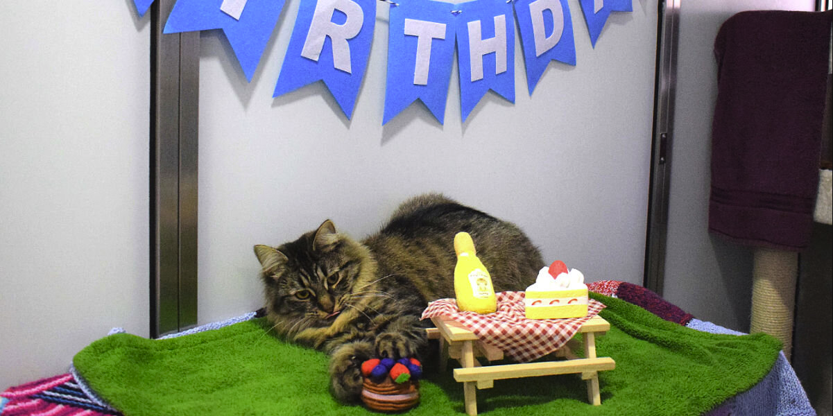 Shelter Cat Celebrates Birthday Alone — But She Hasn’t Given Up on Love