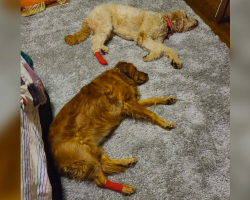 Jealous Dog Fakes Injury to Get the Same TLC as Her Brother