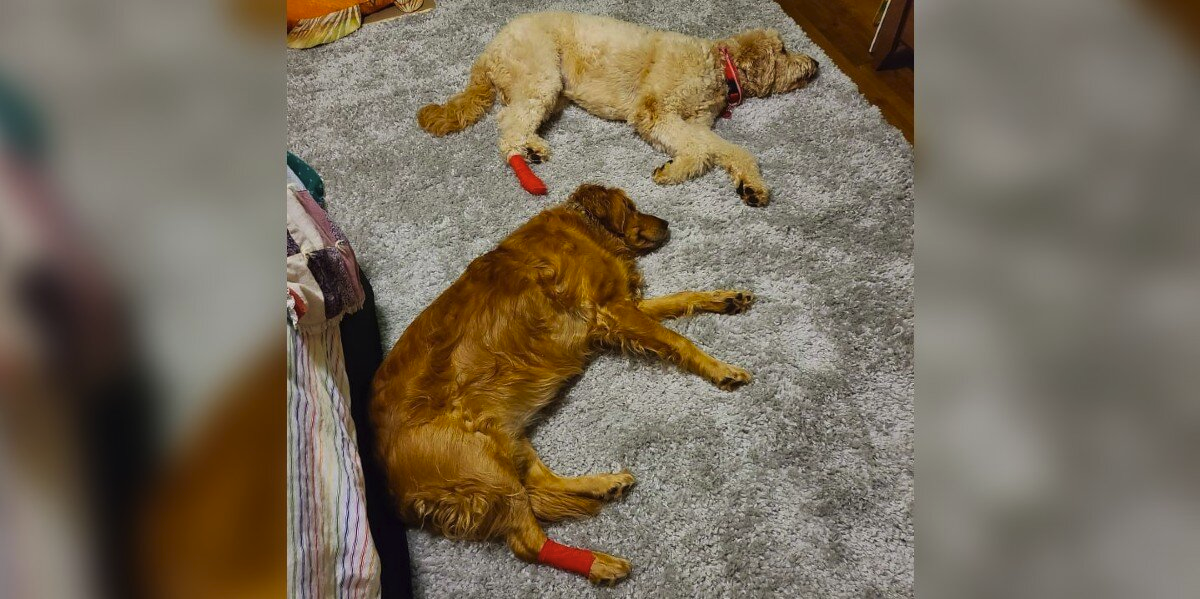 Jealous Dog Fakes Injury to Get the Same TLC as Her Brother