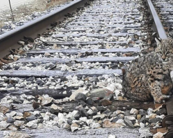 Frozen to the Tracks, a Bobcat’s Life Is Saved Just in Time