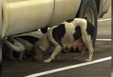 Woman Sees Shivering Pittie in the Cold — Then Realizes She’s Not Alone
