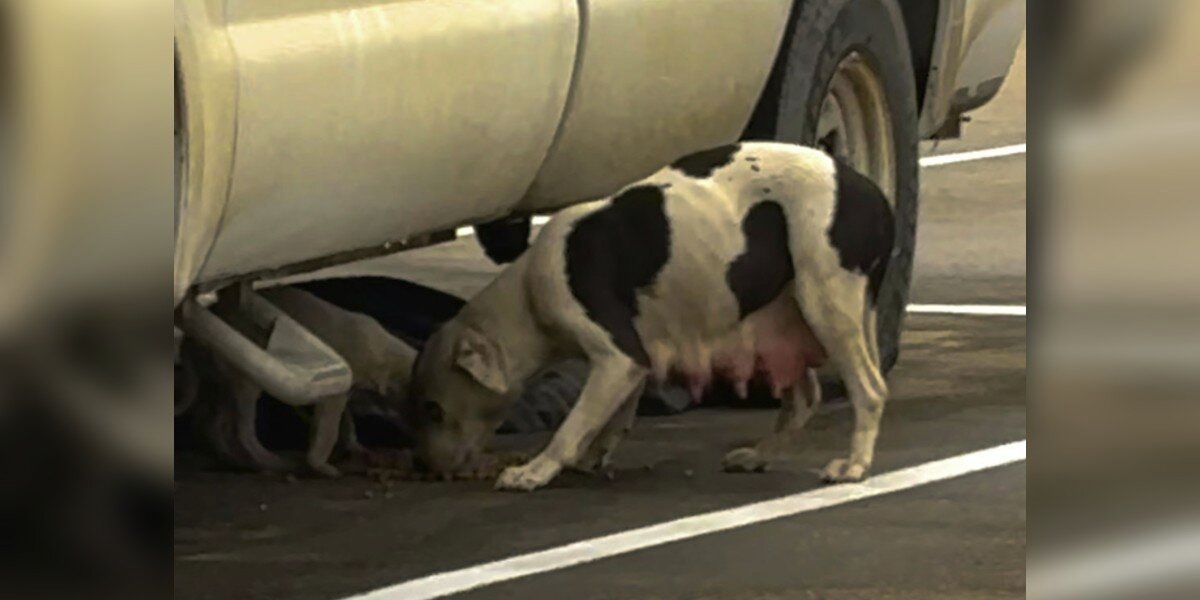 Woman Sees Shivering Pittie in the Cold — Then Realizes She’s Not Alone