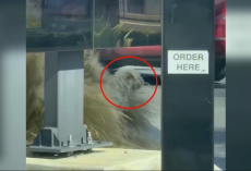 Driver Slams On Brakes When Shaggy Pup Pops Up Beneath Drive-Thru Window