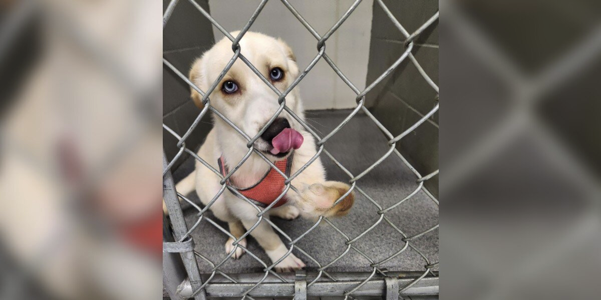 ‘Quiet’ Shelter Pup Gently Reaches Out — Not Realizing She’s Different