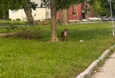 Dog Tied to Tree Can’t Stop Wagging When Help Finally Arrives