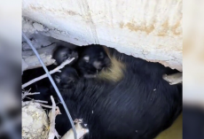 Strange Sounds Beneath a Trailer Lead Rescuer to Two Hidden Litters of Puppies