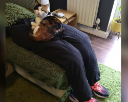 Clingy Cat Refuses to Be Alone — So Her Parents Made Her a Fake Lap
