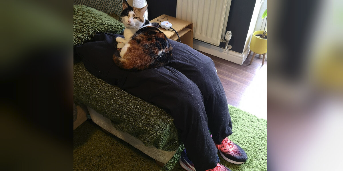 Clingy Cat Refuses to Be Alone — So Her Parents Made Her a Fake Lap