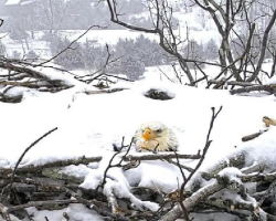 Snow Piles On Top Of Eagle Mom — But She Refuses To Leave Her Nest