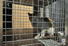 ‘Tiny Survivor’ Found in Shipping Container After 3-Week, 7,000-Mile Journey