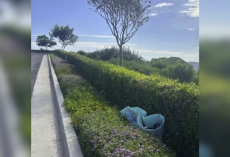 Man Hears Strange Noises From Abandoned Pool — And Finds 10 Tiny Surprises Inside