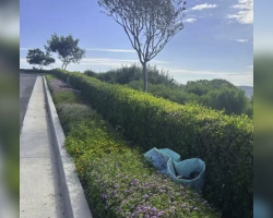 Man Hears Strange Noises From Abandoned Pool — And Finds 10 Tiny Surprises Inside