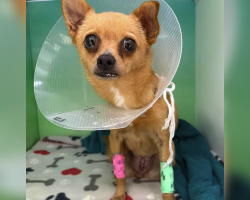 No One Could Believe What Was Making This Tiny Dog So Sick