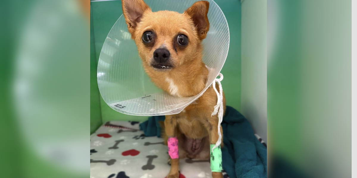 No One Could Believe What Was Making This Tiny Dog So Sick