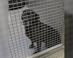 Shelter Can’t Understand Why Their Sweetest Dog Keeps Getting Returned
