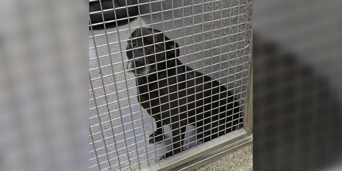 Shelter Can’t Understand Why Their Sweetest Dog Keeps Getting Returned