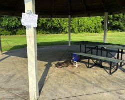 Senior Dog Left Tied To Picnic Table With Heartbreaking Note Finds Hope Again