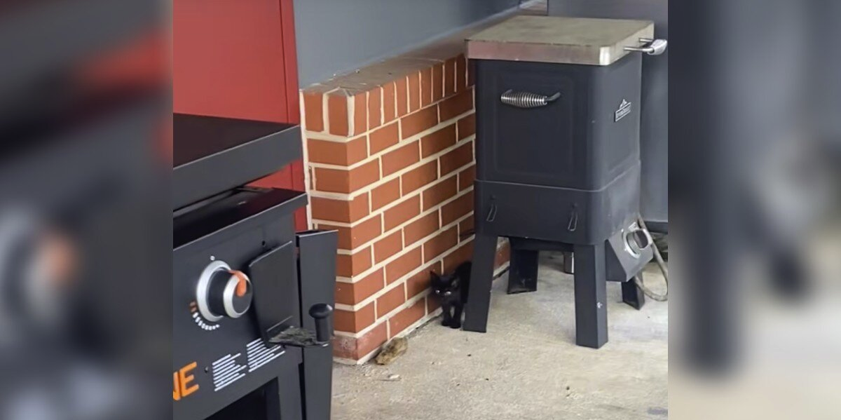 Firefighter Steps Outside for a Break — And Finds a Tiny Follower With Big Plans