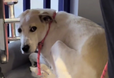 Shelter Dog Still Waiting After 5 Years — All He Wants Is Someone He Can Finally Trust