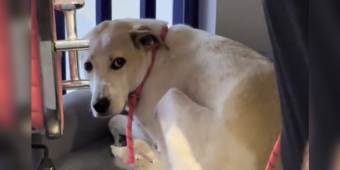 Shelter Dog Still Waiting After 5 Years — All He Wants Is Someone He Can Finally Trust