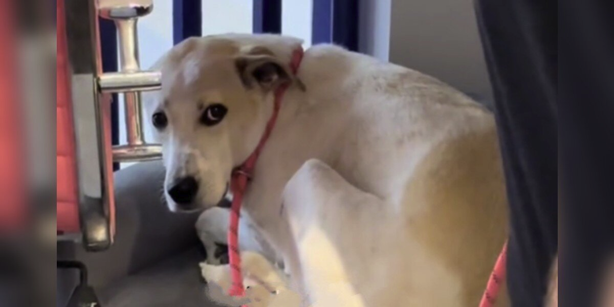Shelter Dog Still Waiting After 5 Years — All He Wants Is Someone He Can Finally Trust