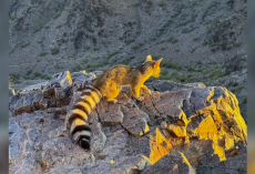 Hiker Freezes During Magical Encounter With Rare Arizona Animal