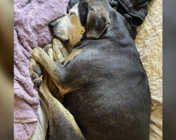 Dog Who Spent Her Whole Life Outside Takes Her First Nap in a Real Bed — And Her Face Says It All