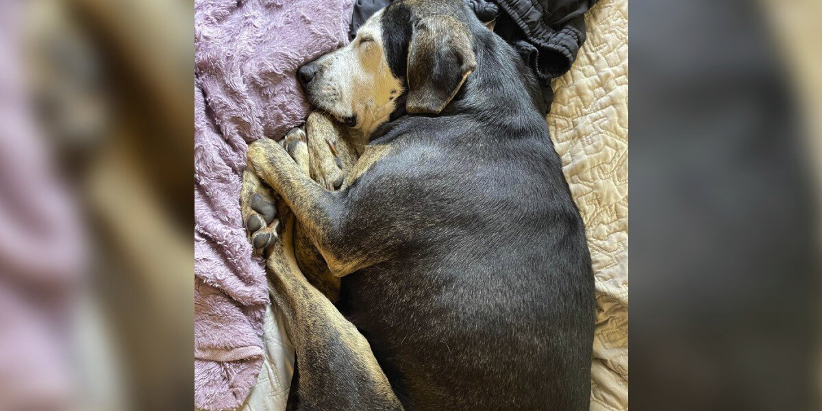 Dog Who Spent Her Whole Life Outside Takes Her First Nap in a Real Bed — And Her Face Says It All