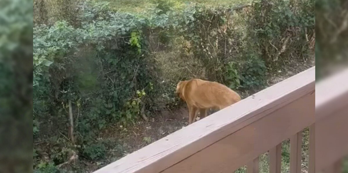 Couple Notices a Strange Gap in Their Fence — Then Realizes Their Dog Has a Secret Friend