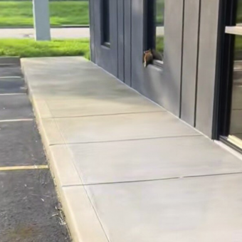 Orphaned Kitten Clings To Windowsill — And Finds The Family He Was Looking For