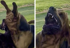 Dog Trainer Shares Hilarious Photos Of Her Bloodhound’s ‘Squish Monster’ Transformation