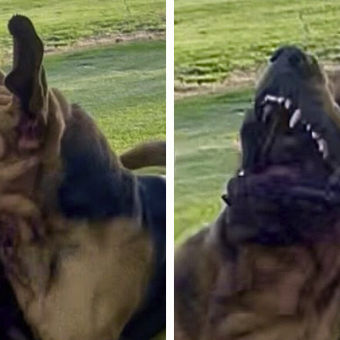 Dog Trainer Shares Hilarious Photos Of Her Bloodhound’s ‘Squish Monster’ Transformation