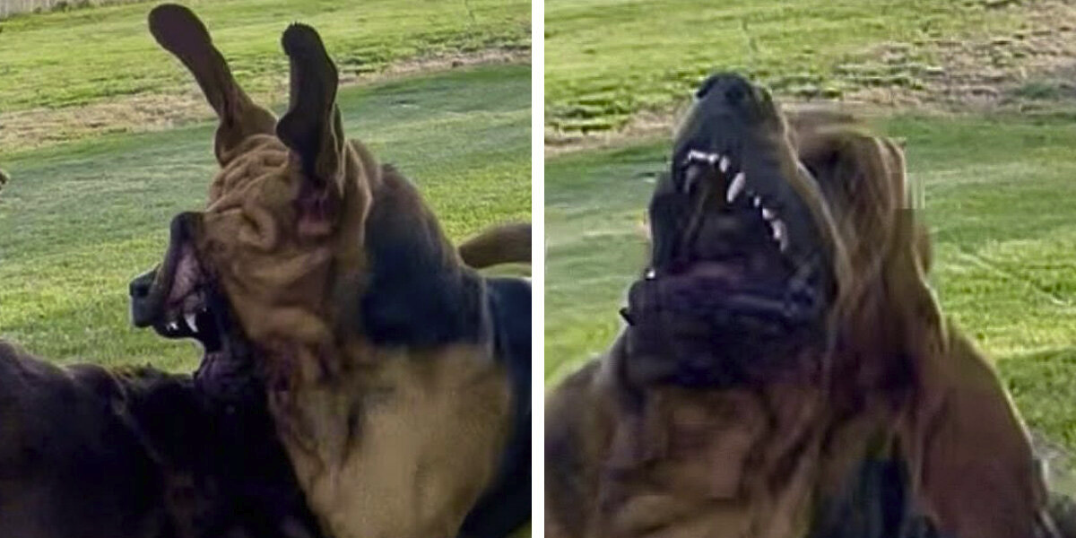 Dog Trainer Shares Hilarious Photos Of Her Bloodhound’s ‘Squish Monster’ Transformation