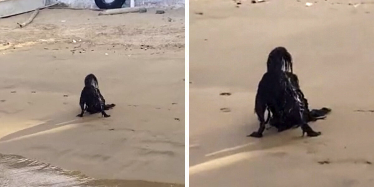 ‘Paranormal’ Creature Spotted On The Beach Turns Out To Be Something Adorably Unexpected
