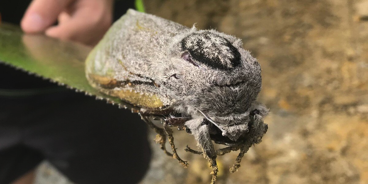 Workers Stumble Upon a Rat-Sized Moth at a School — And Can’t Believe Their Eyes