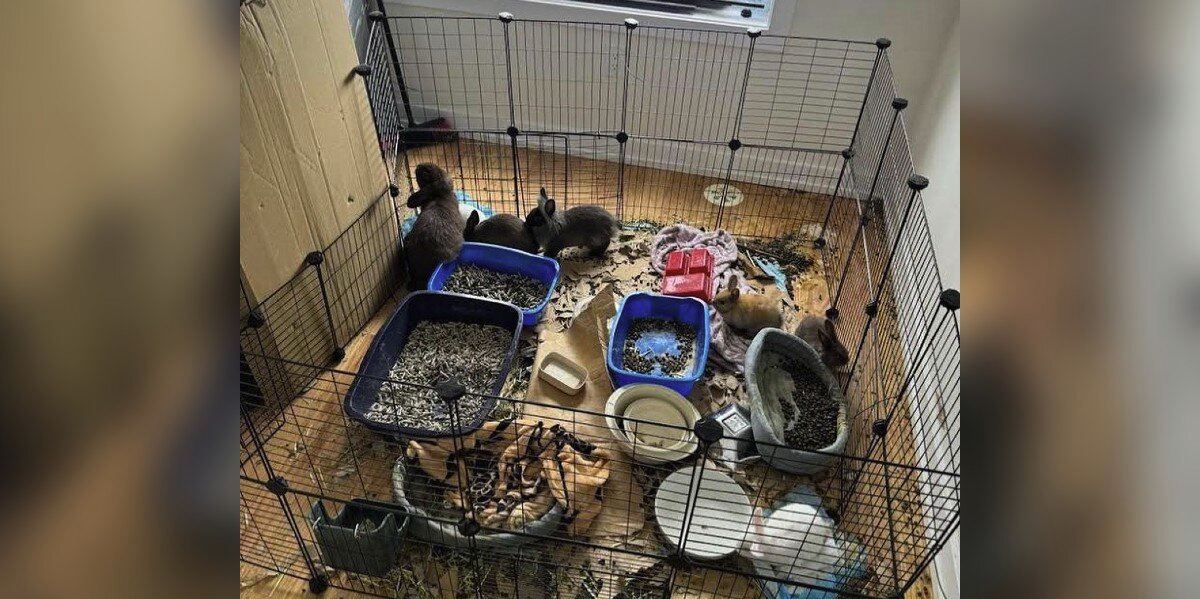 Realtor Checks On Vacant Rental — And Discovers a Playpen Full of Abandoned Babies