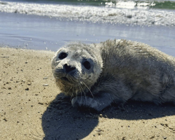 Experts Spot “Furry” Seal On Beach — And Realize He’s Unlike Any They’ve Seen