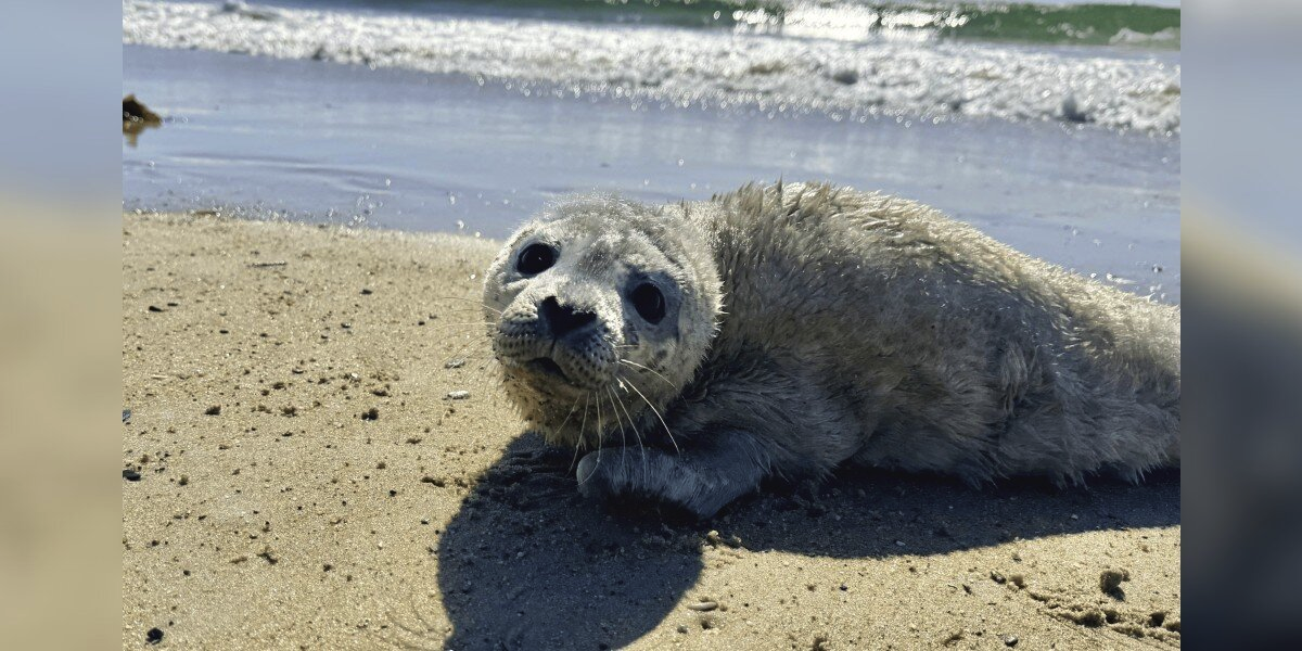 Experts Spot “Furry” Seal On Beach — And Realize He’s Unlike Any They’ve Seen