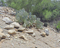 Can You Spot the Rattlesnake Hiding in Plain Sight? Most People Can’t