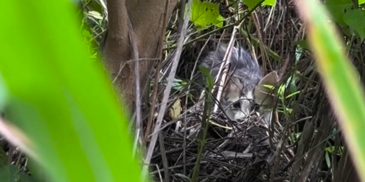 Rescuers Spot Tiny Eyes In a Flooded Marsh — And Launch a Muddy, Unforgettable Mission