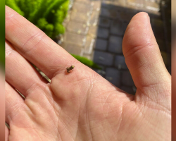 Man Thinks He’s Shooing Out a Bug — Then Realizes It’s a Tiny Treasure