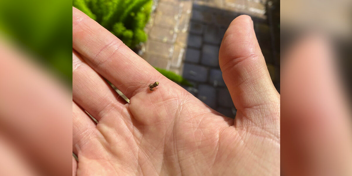 Man Thinks He’s Shooing Out a Bug — Then Realizes It’s a Tiny Treasure