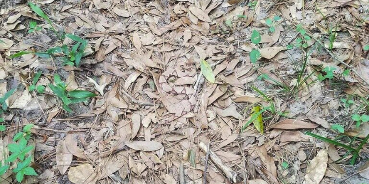 The Internet Is Completely Stumped By The Hidden Snake In This Photo