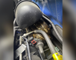 Driver Pops Open Hood — And Finds A Massive Surprise Coiled Inside