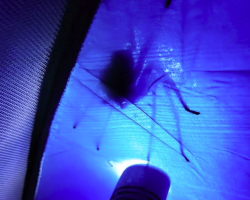 Camper Turns On Flashlight In Tent — And Spots An Unexpected Visitor