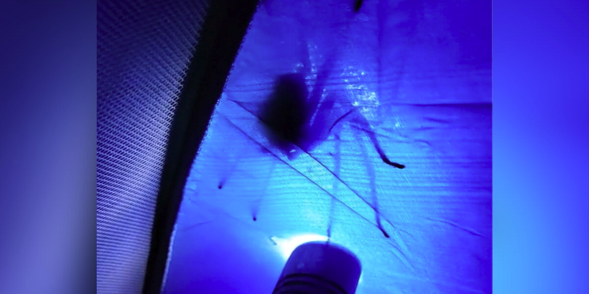 Camper Turns On Flashlight In Tent — And Spots An Unexpected Visitor